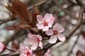 ÃÅ¡liwa wiÃâºniowa, Prunus cerasifera, myrobalan plum